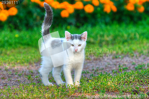 Image of Kitten