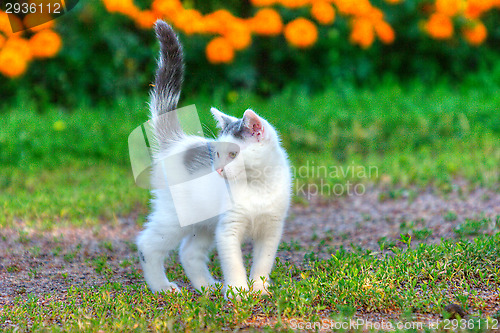 Image of Kitten
