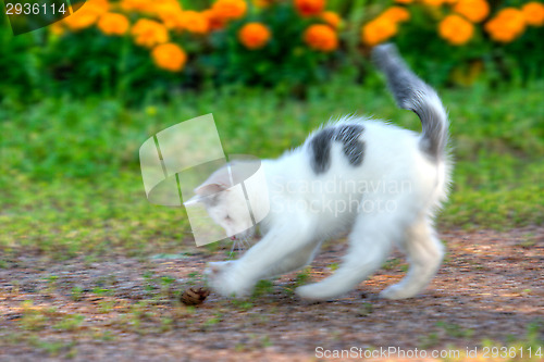 Image of Kitten