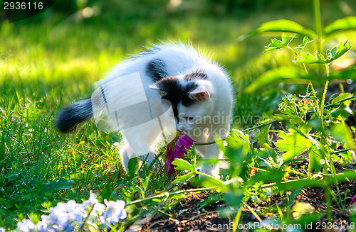 Image of Cat
