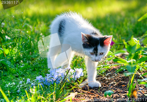 Image of Cat