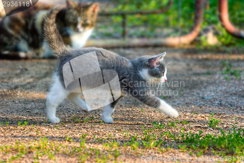Image of Cats