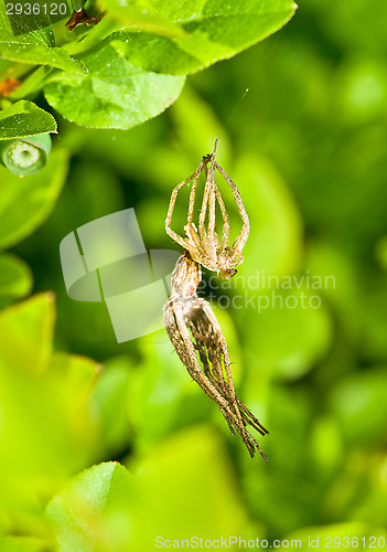Image of Spider