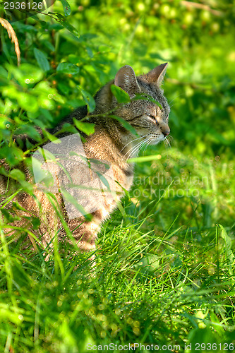 Image of Cat