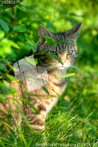Image of Cat