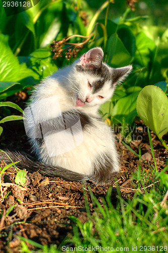 Image of Cat