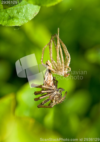 Image of Spider transformation