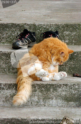 Image of Domestic cat