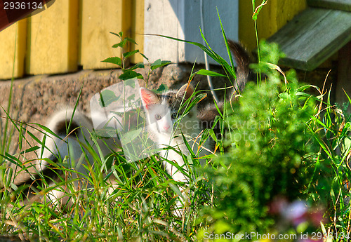 Image of Cats