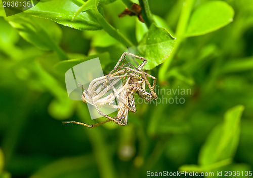 Image of Spider transformation
