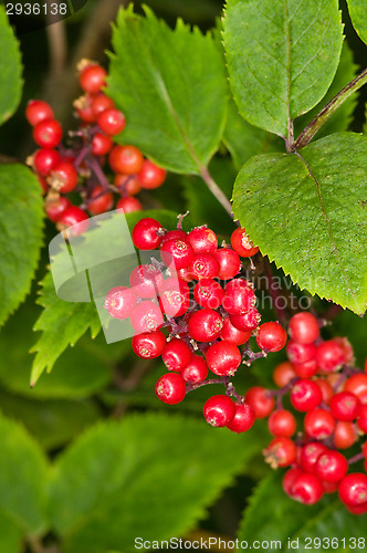 Image of Berries