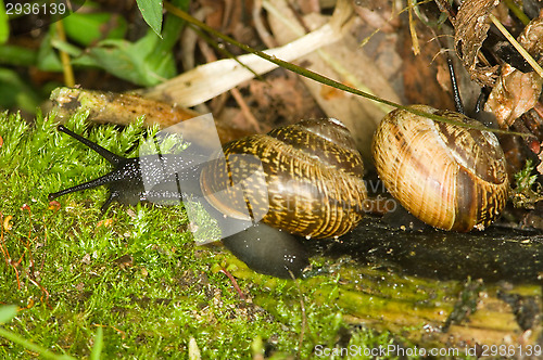 Image of Arianta arbustorum