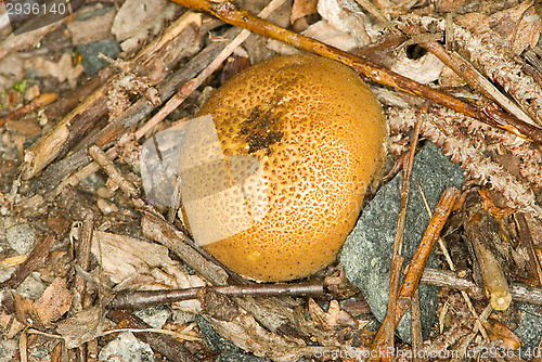 Image of Mushroom