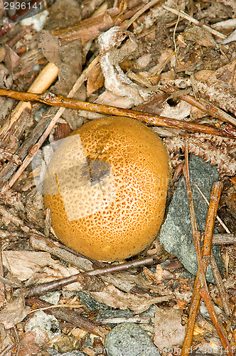 Image of Mushroom