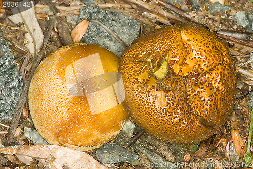 Image of Mushroom