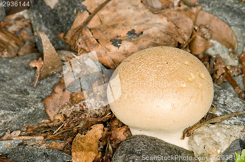 Image of Mushroom