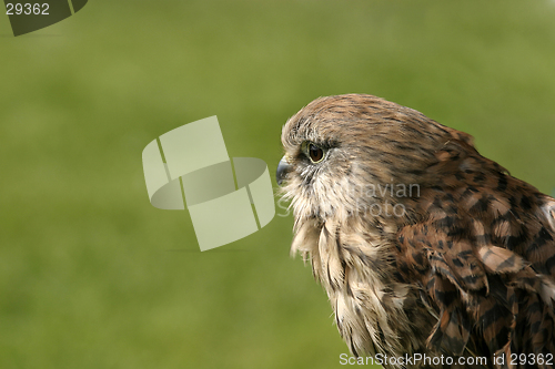 Image of Female Kestrel