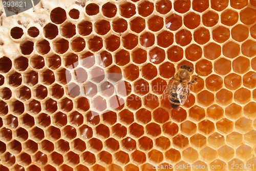 Image of bee