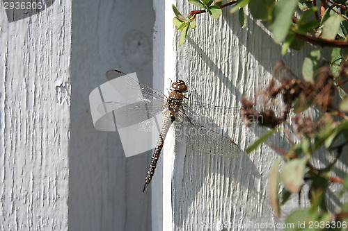 Image of Dragon-fly