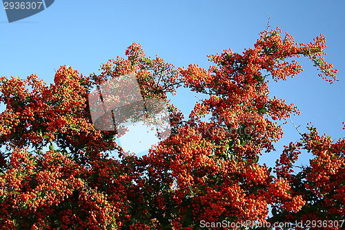 Image of Pyracantha bush