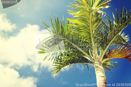 Image of palm tree over blue sky with white clouds