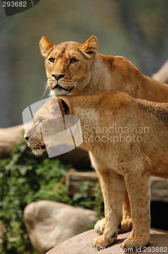 Image of lions