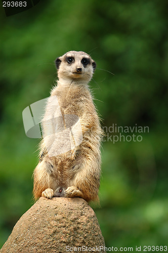 Image of meerkat