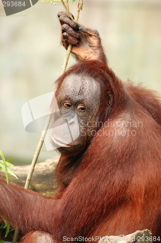 Image of orangutan