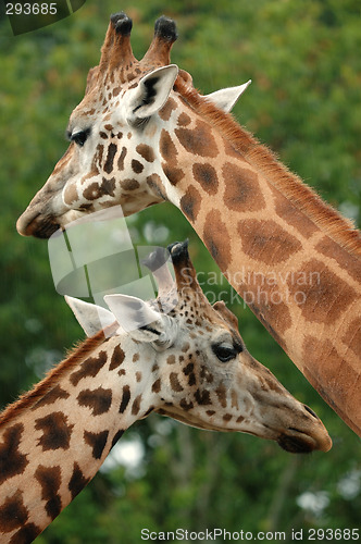 Image of giraffes