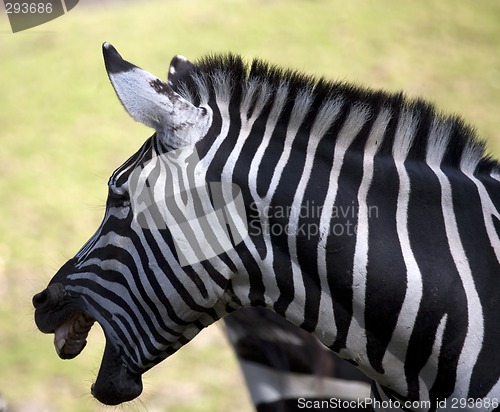 Image of Zebra showing teeth