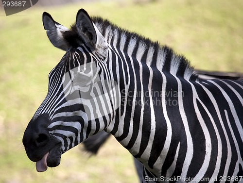 Image of Zebra with tounge out