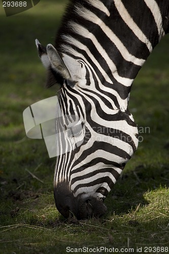 Image of Zebra eating grass