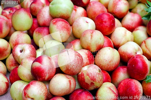 Image of Nectarines