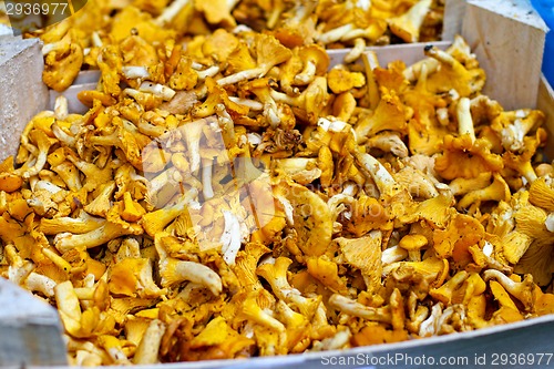 Image of Chanterelle mushrooms