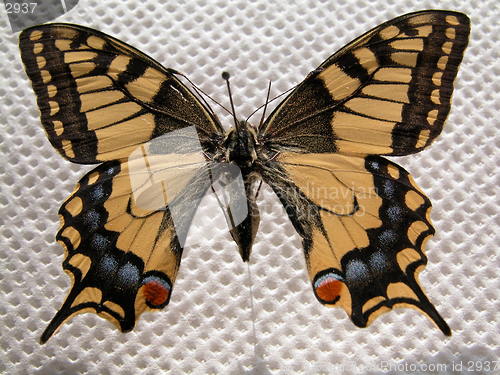 Image of butterfly