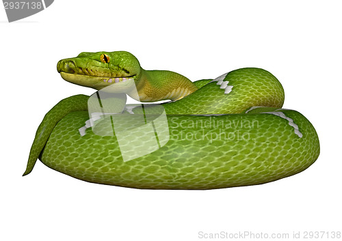 Image of Green Python on White