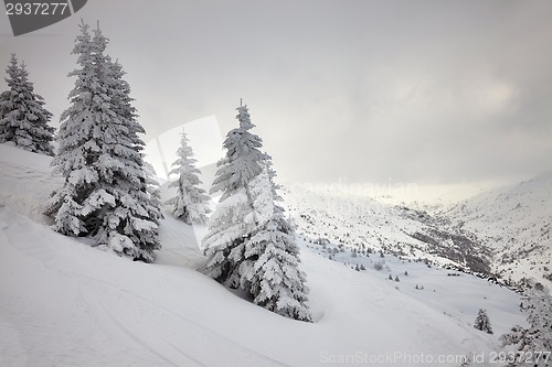 Image of Winter forest