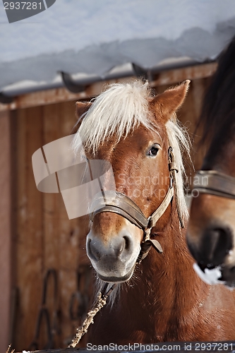 Image of Horse on a farm