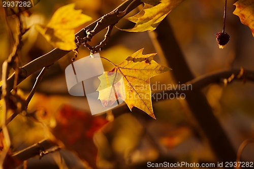 Image of Leaves