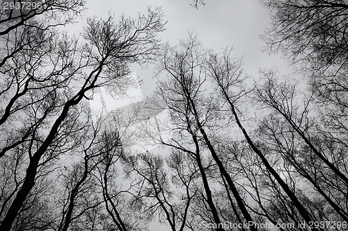 Image of Bare trees
