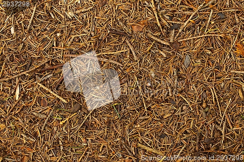 Image of Forest Floor