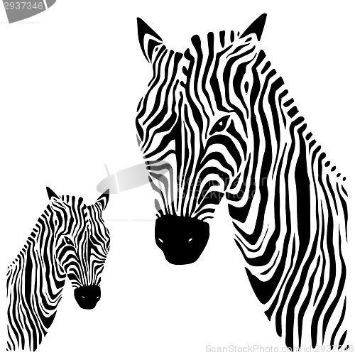 Image of Zebra. Vector illustration.