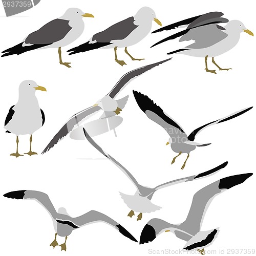 Image of Set black silhouettes of seagulls on white background. Vector il