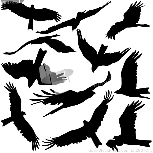 Image of Set black silhouettes of prey eagles on white background. Vector