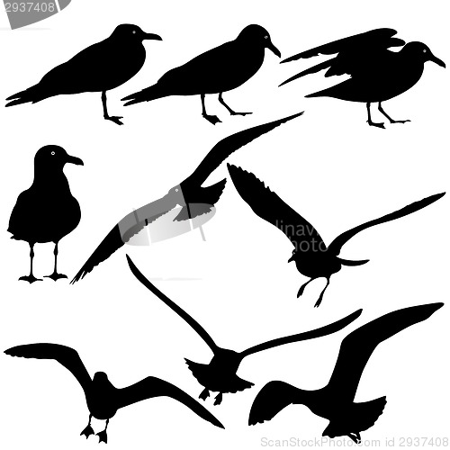 Image of Set black silhouettes of seagulls on white background. Vector il