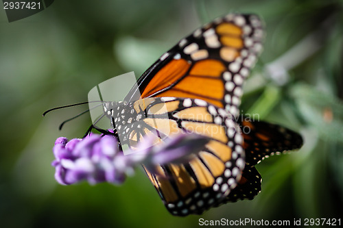 Image of Monarch Danaus Plexippus