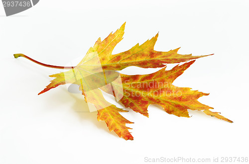 Image of Yelow-green-red autumn leaf