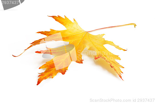 Image of Yellow-red autumn leaf