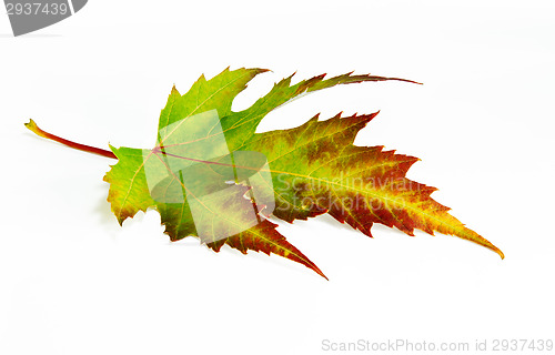 Image of Green-red autumn leaf