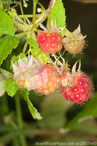 Image of Raspberry